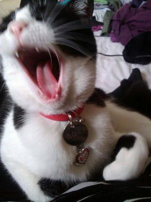 Yawning Cat Number 222